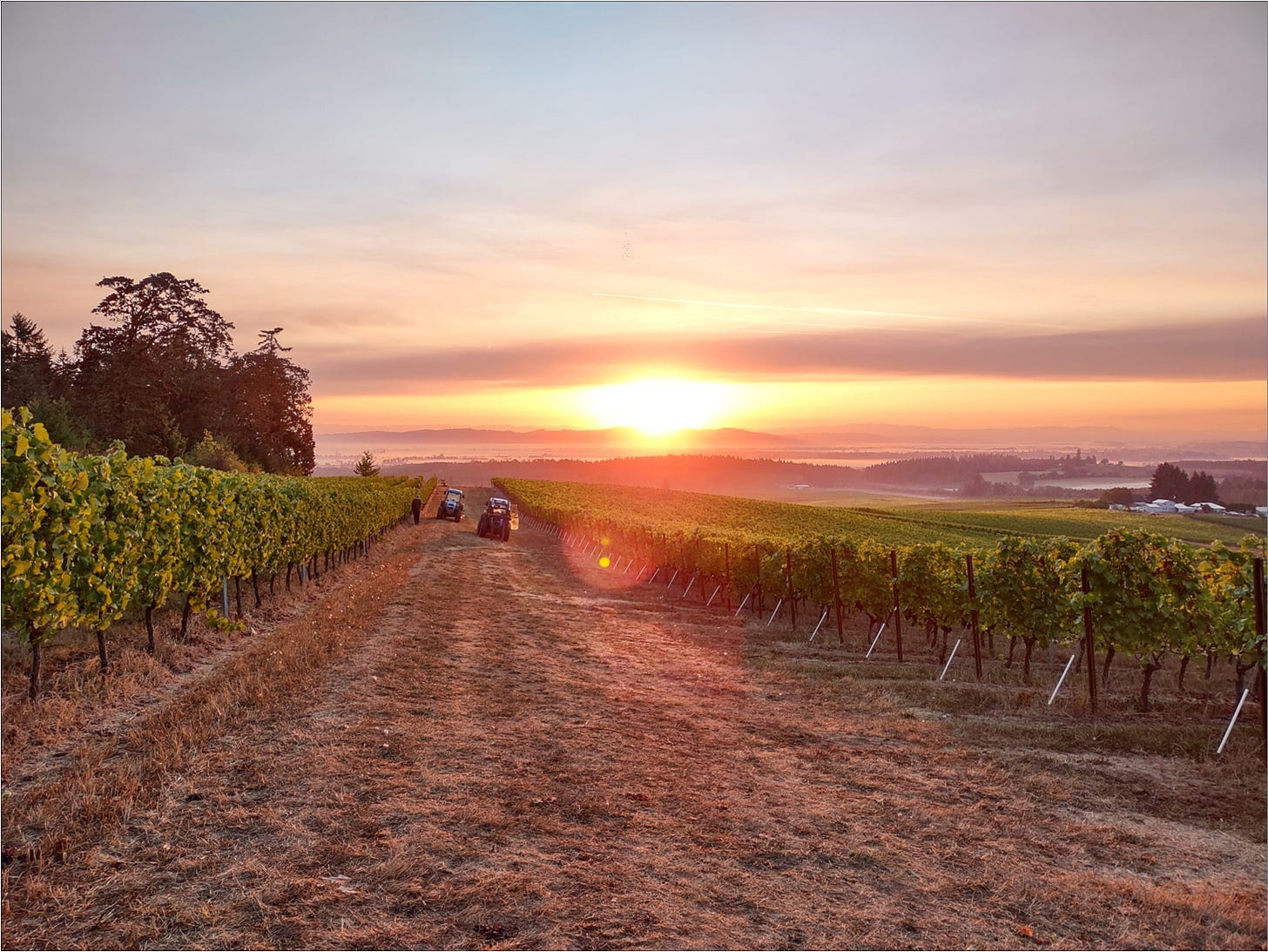 Beautiful sunrise to start The Great Cluster Pluck, Vintage 2022.