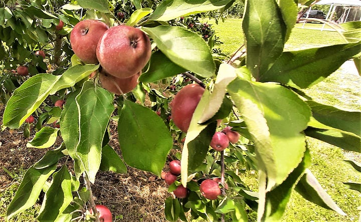 Red apples hanging on a tree and red and golden apples in a bin for sale.