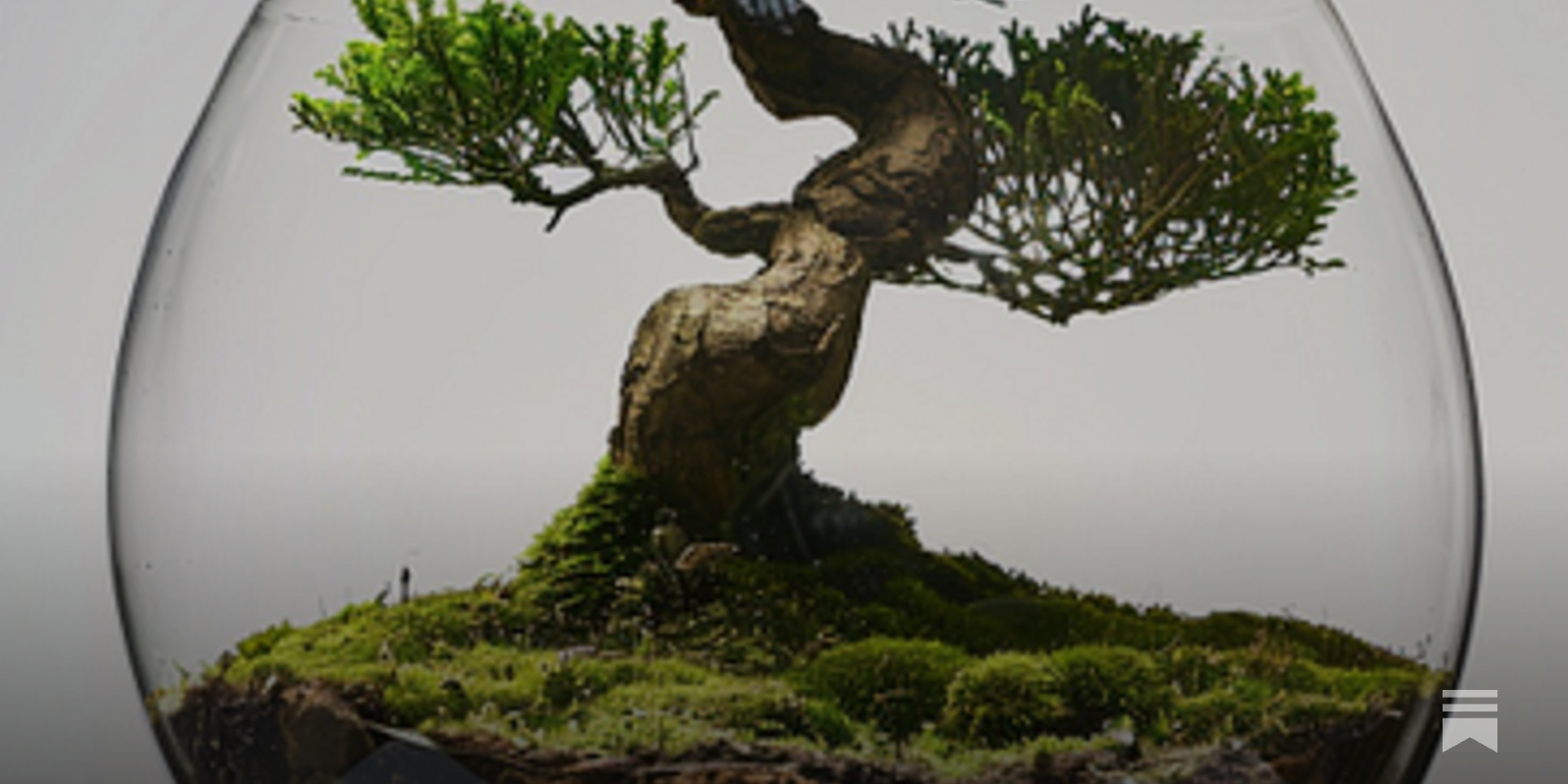 Everything You Need to Know About Bonsai Potting Soils