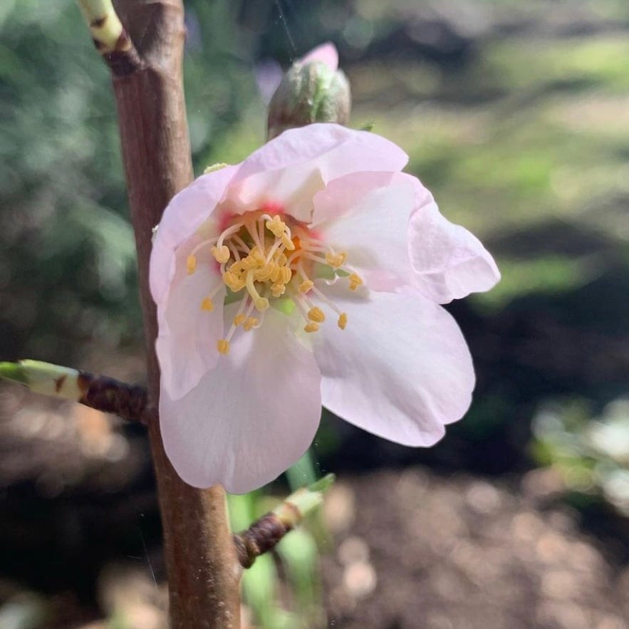 The Well Gardened Artist