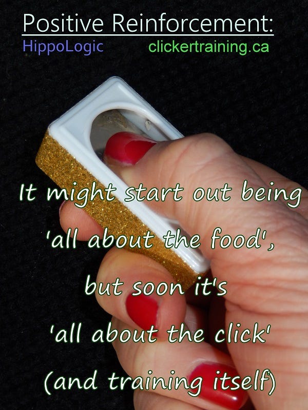 _positive_reinforcement_clicker_training_hippologic _positive_reinforcement_clicker_training_hippologic