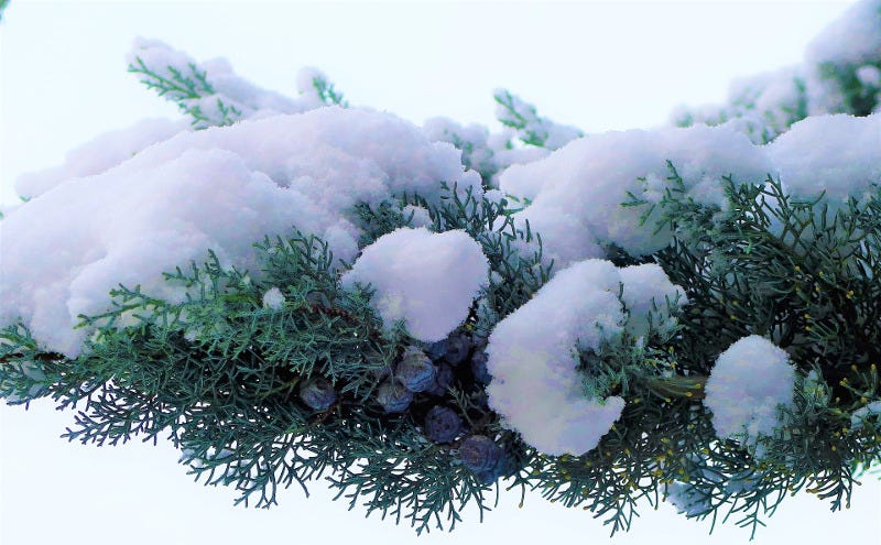 Juniper Winter Care | Plant Addicts Juniper Winter Care | Plant Addicts