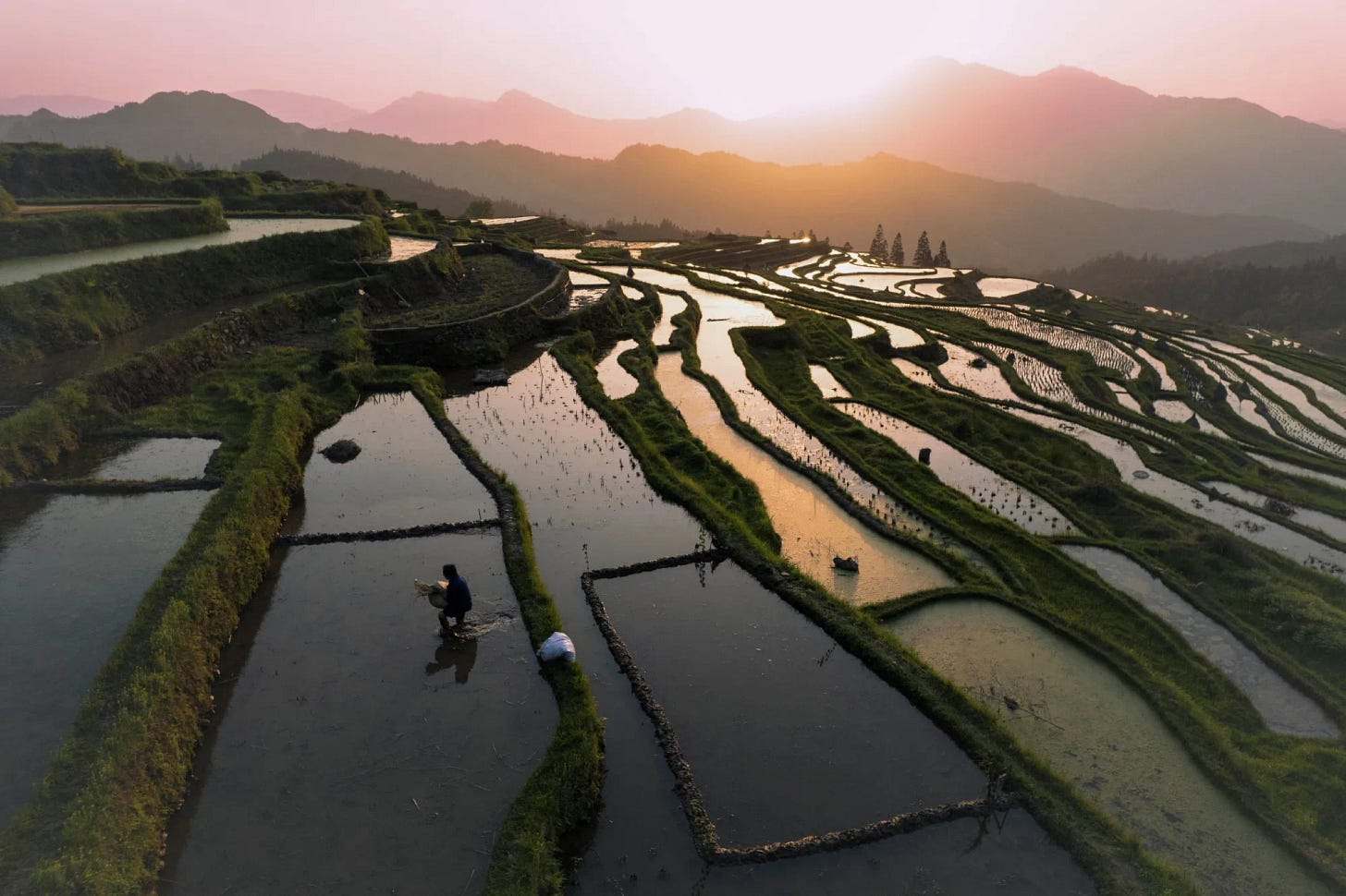 Rice prices near their lowest in 18 years suggest the climate crisis won’t starve the world.