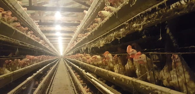 A photo from a video released by the Animal Recovery Mission that the groups says was taken at Cal-Maine Egg Farm in Lake Wales.