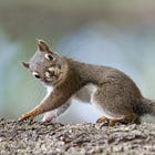 President Pussgrab Not Really Succeeding In Making Everybody Forget Jeffrey Epstein