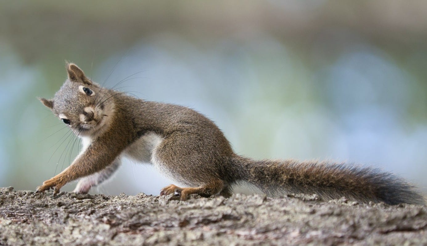 a squirrel climbing a tree a squirrel climbing a tree