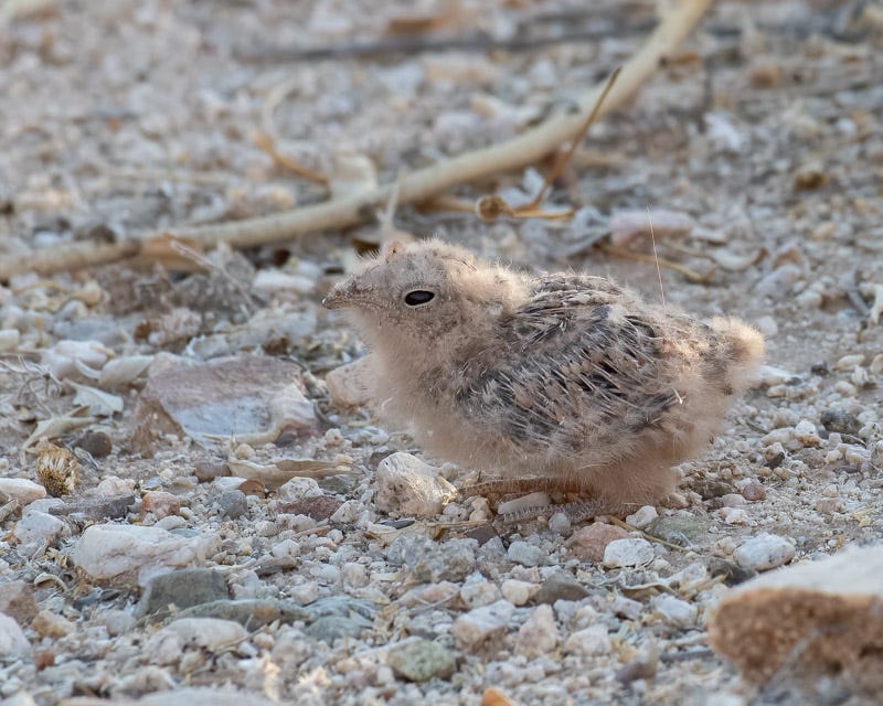 20200623_LN-17-Edit.jpg 20200623_LN-17-Edit.jpg