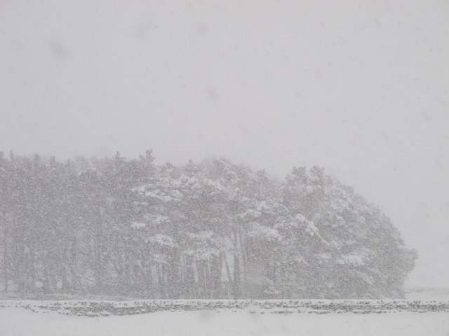 File:Copse in a blizzard - geograph.org.uk - 2198936.jpg File:Copse in a blizzard - geograph.org.uk - 2198936.jpg