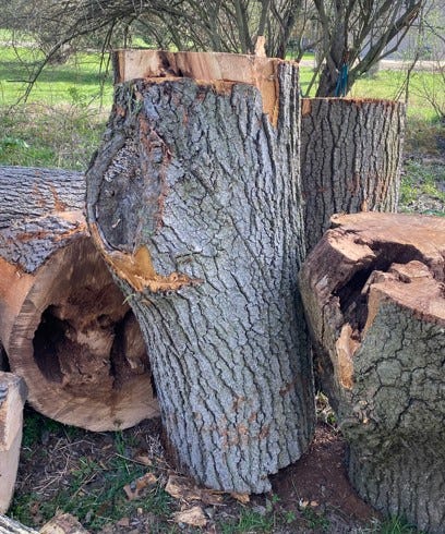 Oak, Cherry and Maple logs