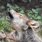 Refuge With Wolves