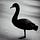 BlackSwan AI