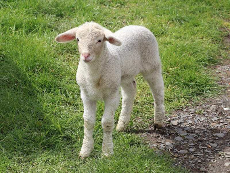 Lamb - Food Source Information