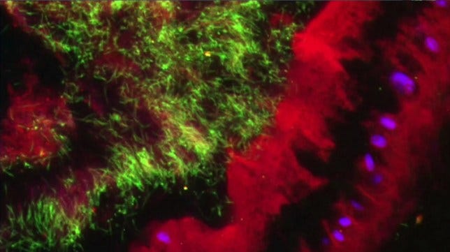 A cell