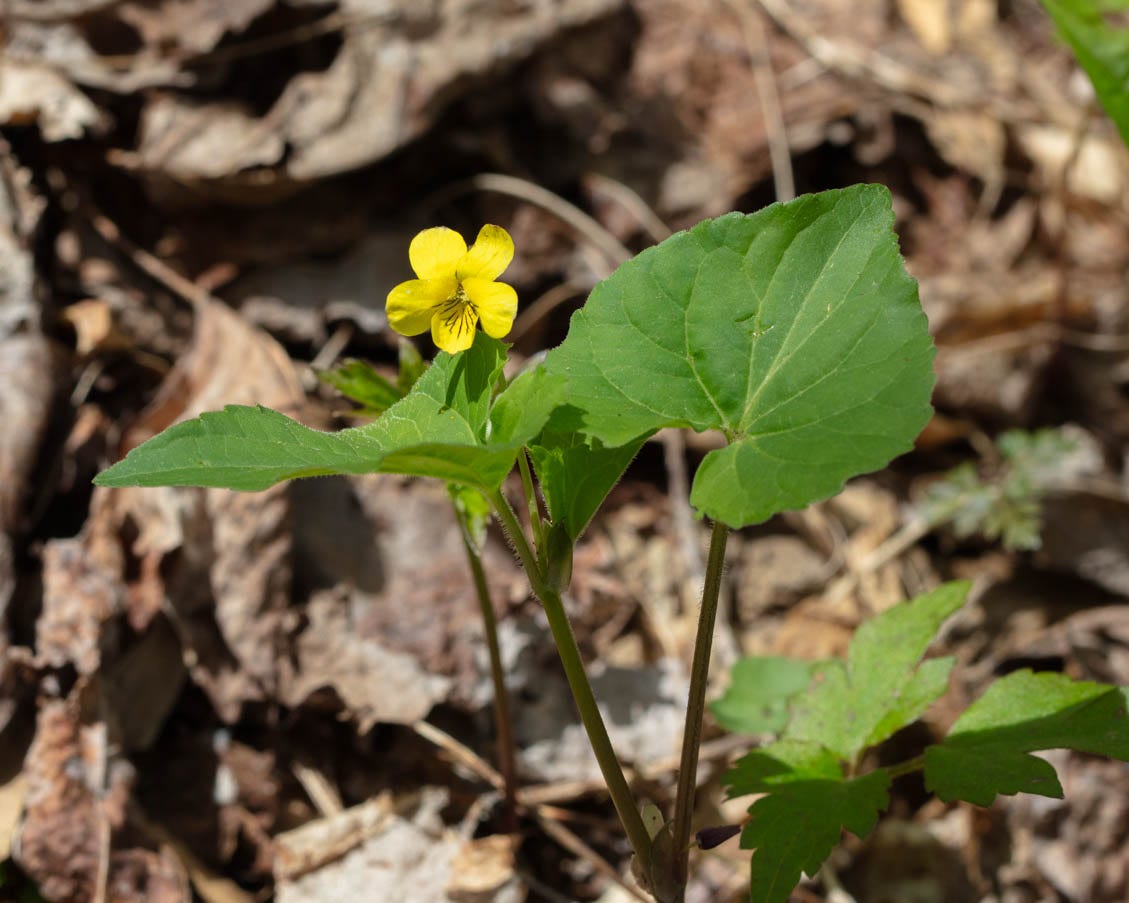 A yellow violet, a flower with five petals, two on top and three on the bottom, and dark veins on the lower petals, and big green heart-shaped leaves