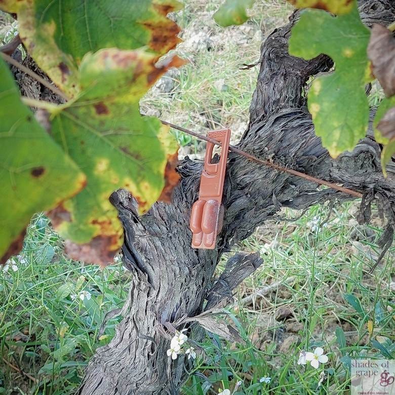 A clothespin on a tree