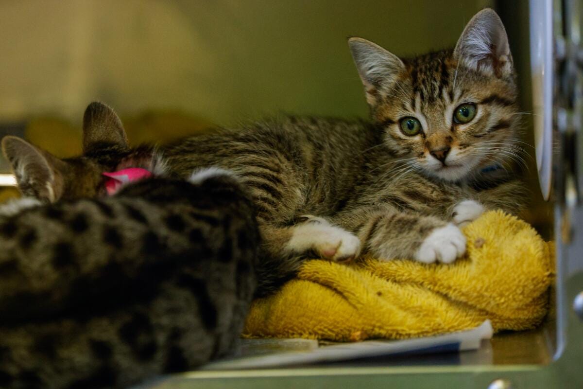 Kittens at the Chesterfield Square / South LA Animal Shelter. Kittens at the Chesterfield Square / South LA Animal Shelter.