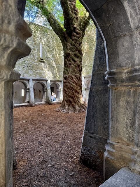 Church ruins, stone tower, Muckross Friary, An ancient yew tree holds court at the friary