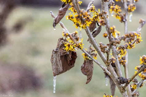 I once dreamed of living several months in the after effects of an ice storm. The simple beauty of the world incased in ice reminds me that creativity is never up to me, but is an ongoing natural phenomena. Capturing pieces of it in photo is the best I can do to keep that reminder alive in my soul. 