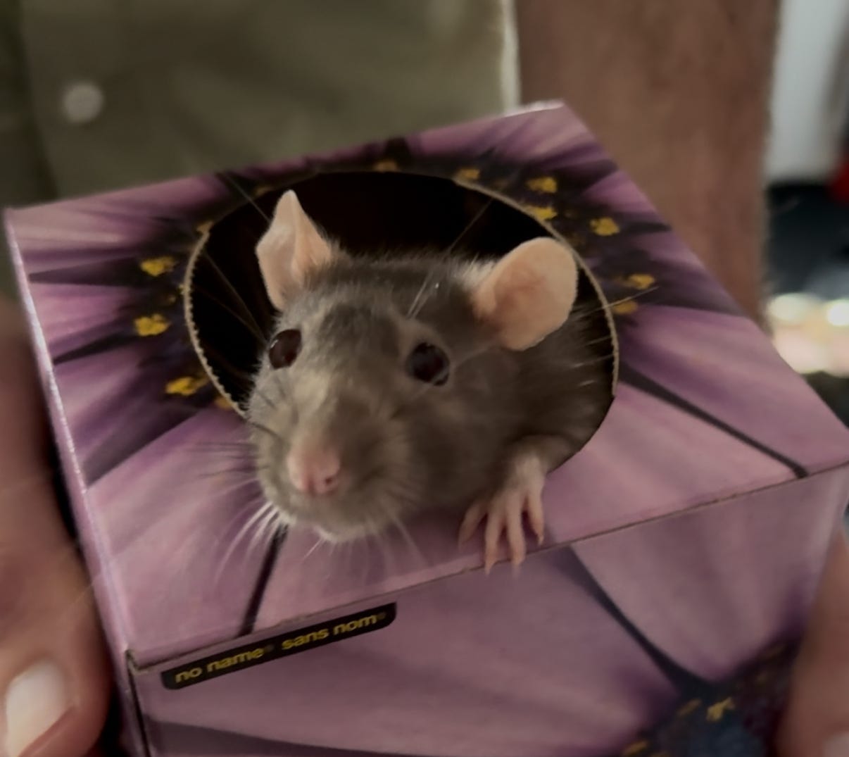 Light brown pet rat peering out of a pinkish-purplish Kleenex box. Light brown pet rat peering out of a pinkish-purplish Kleenex box.