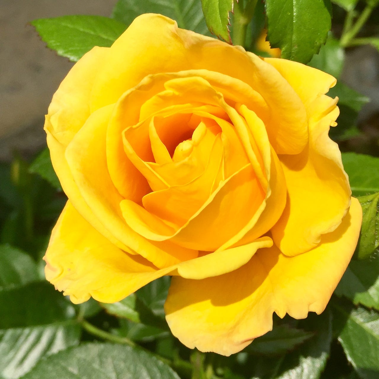 Artwork for It’s Only Life, After All