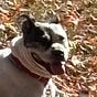 Blue Dogs's avatar