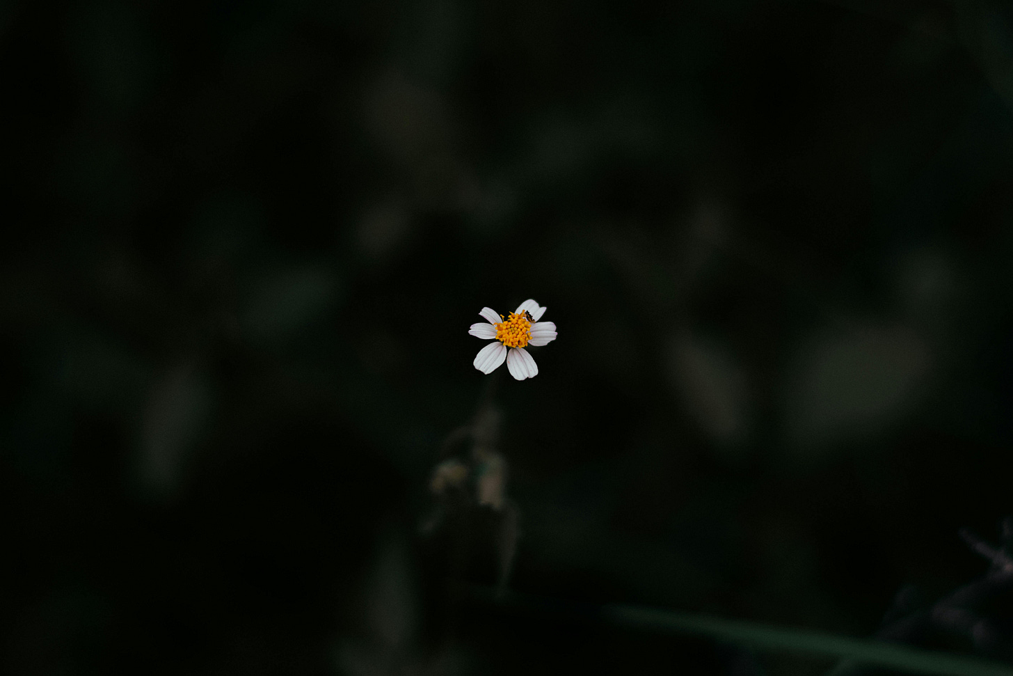 Free Photo of White Daisy Stock Photo