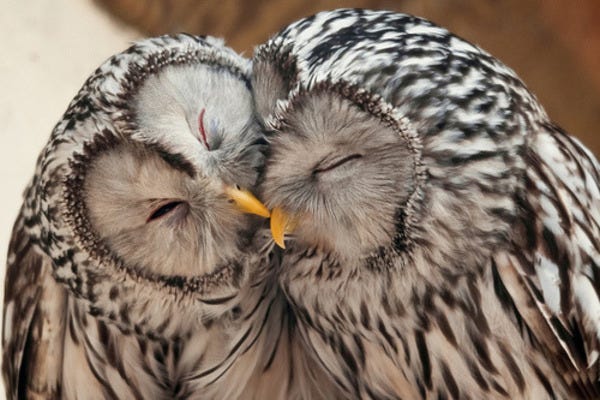 Keeping up the trend of ending the newsletter with cute animals, because why not. Keeping up the trend of ending the newsletter with cute animals, because why not.