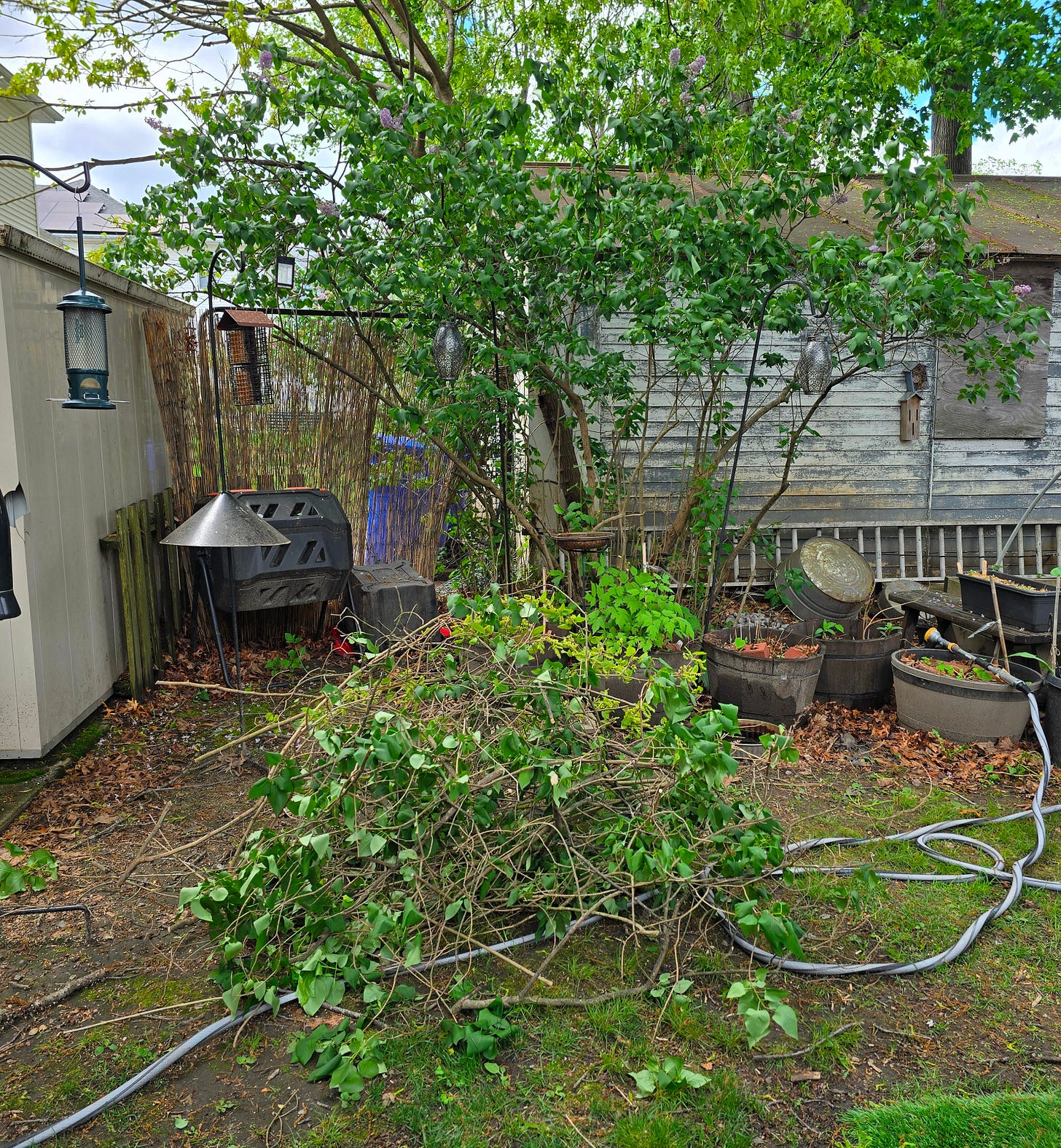 A lilac bush stands behind a pile of cut lilac branches.