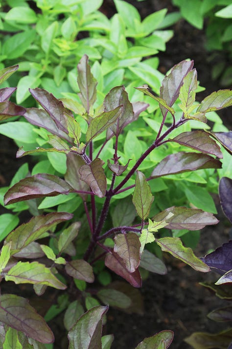 a variety of basil plants growing in an herb garden