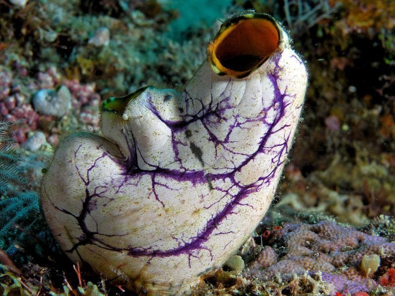 Once it settles down the sea squirt 'eats' its own brain.
