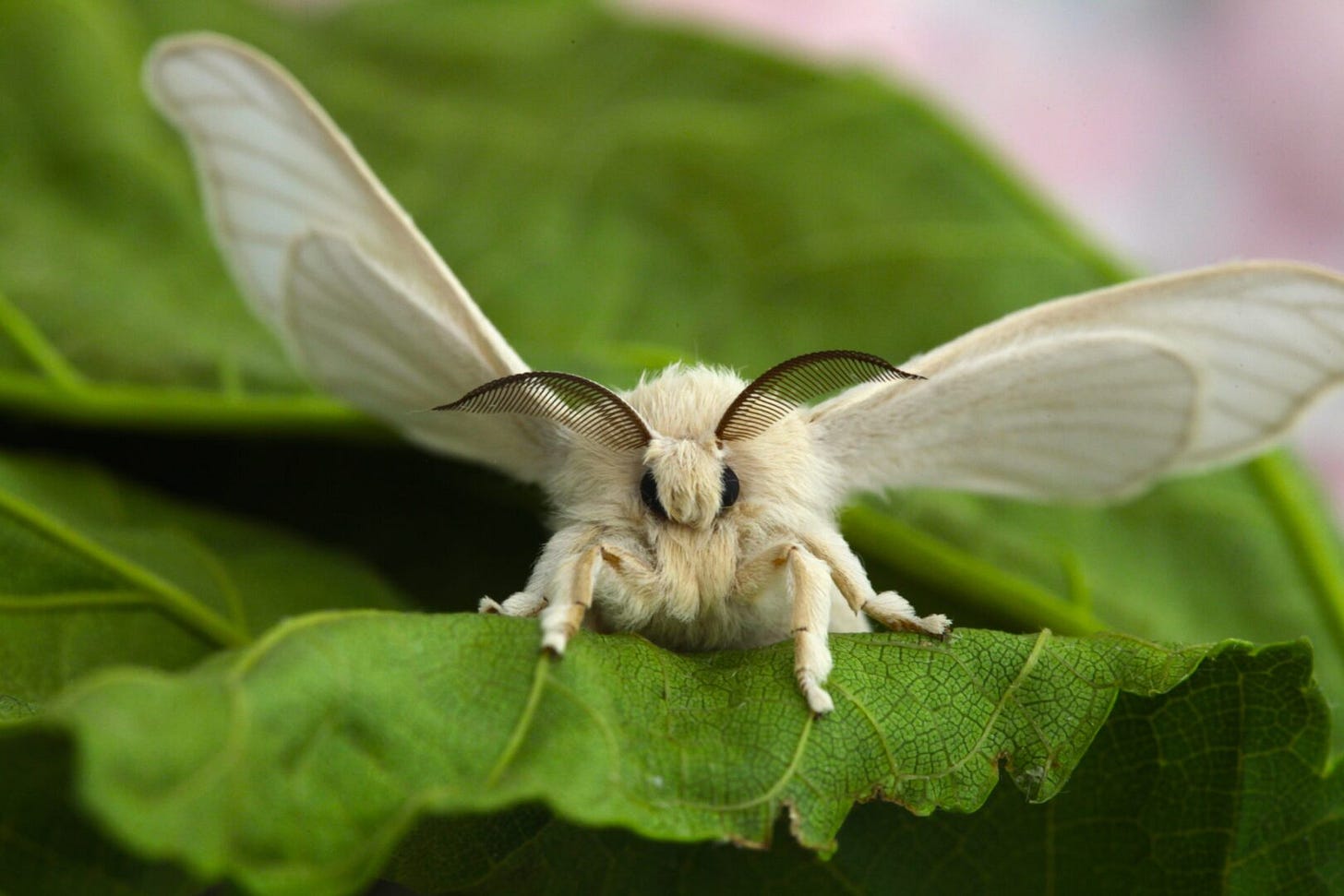 Bombyx mori Bombyx mori