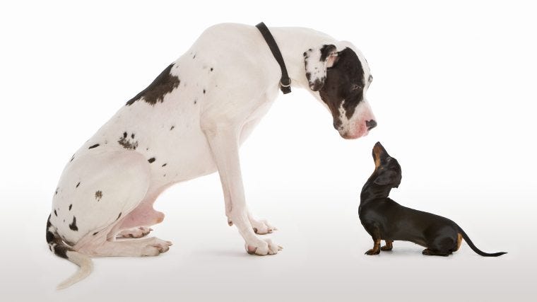 Great Dane and a Dachshund Great Dane and a Dachshund
