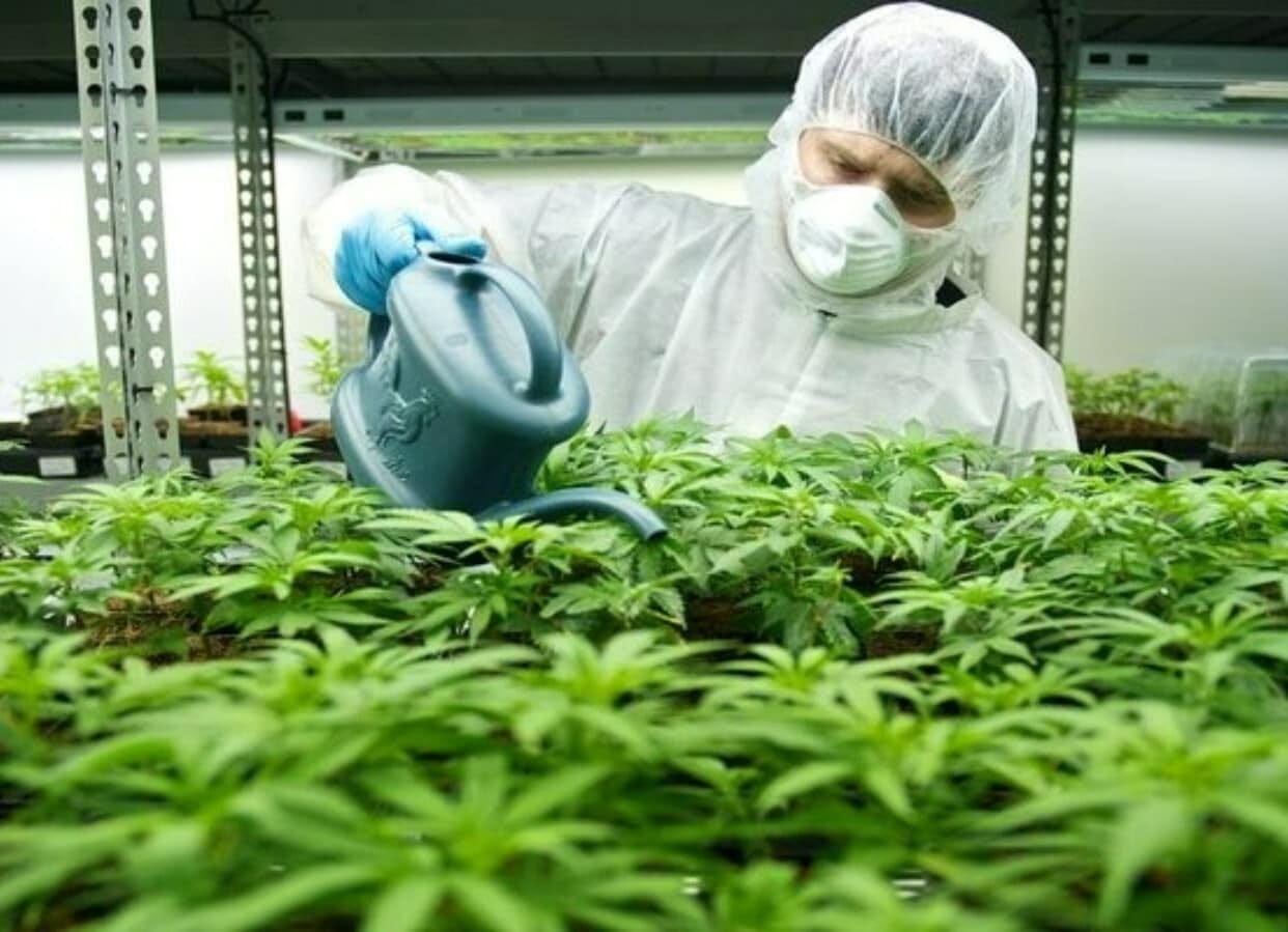 Should I Buy Sundial Growers Stock? | Opto