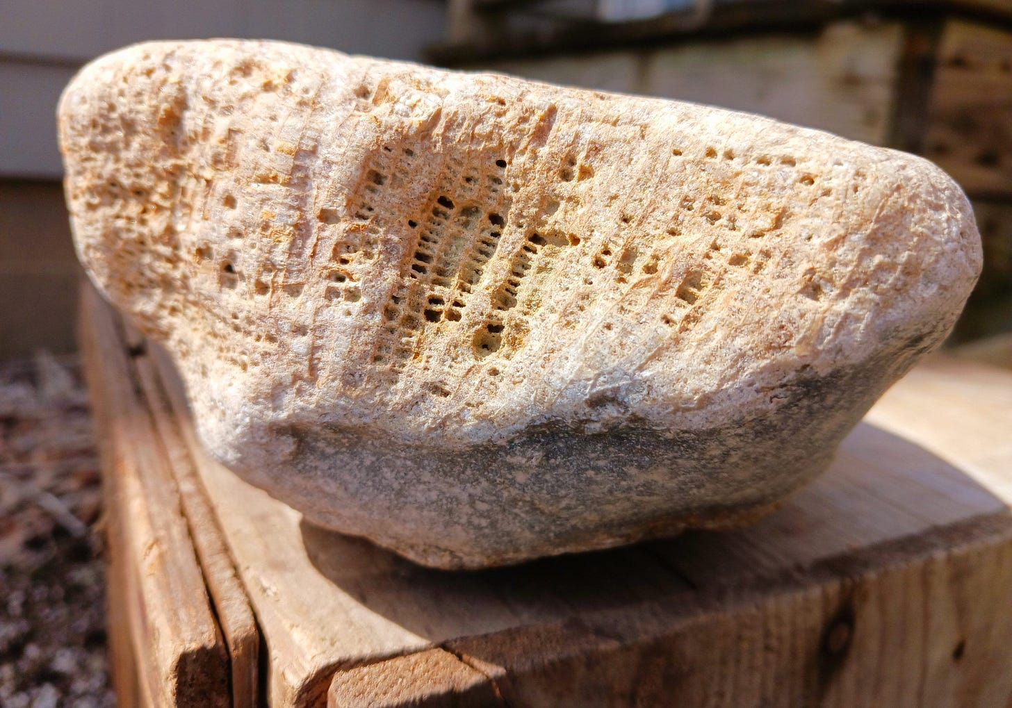 Lake Erie Fossil - Etsy Lake Erie Fossil - Etsy