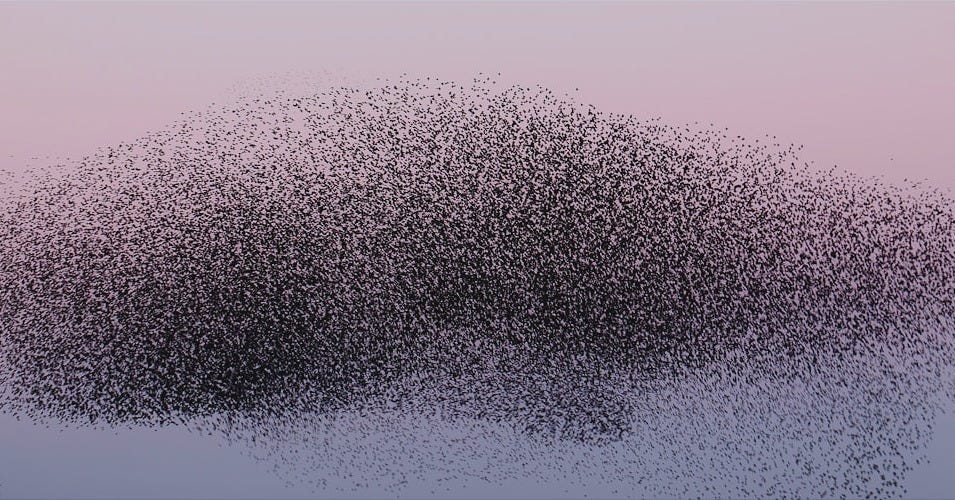 a large flock of birds flying over a field