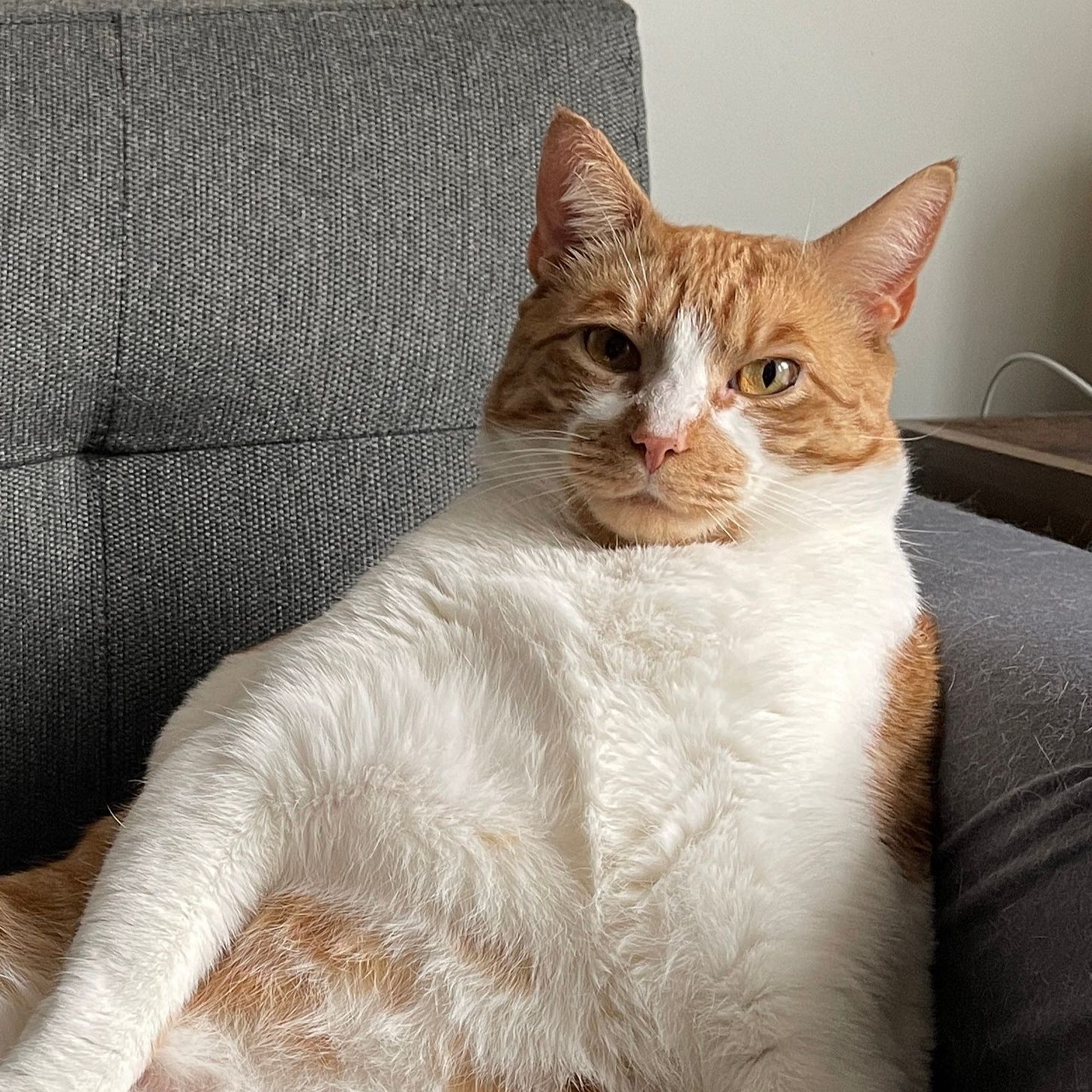 Tucker, an orange and white patched short hair tabby cat with orange eyes and and orange mouth and pink nose, reclines upright into the corner of couch and gazes at us calmly. Tucker, an orange and white patched short hair tabby cat with orange eyes and and orange mouth and pink nose, reclines upright into the corner of couch and gazes at us calmly.