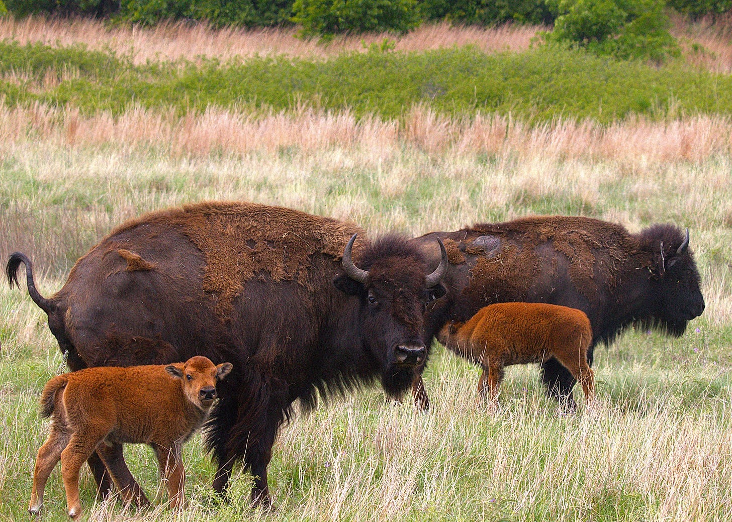 Bison calving season is in full swing on the refuge,