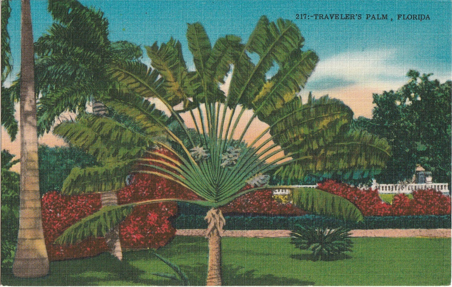 palm at the end of the mind