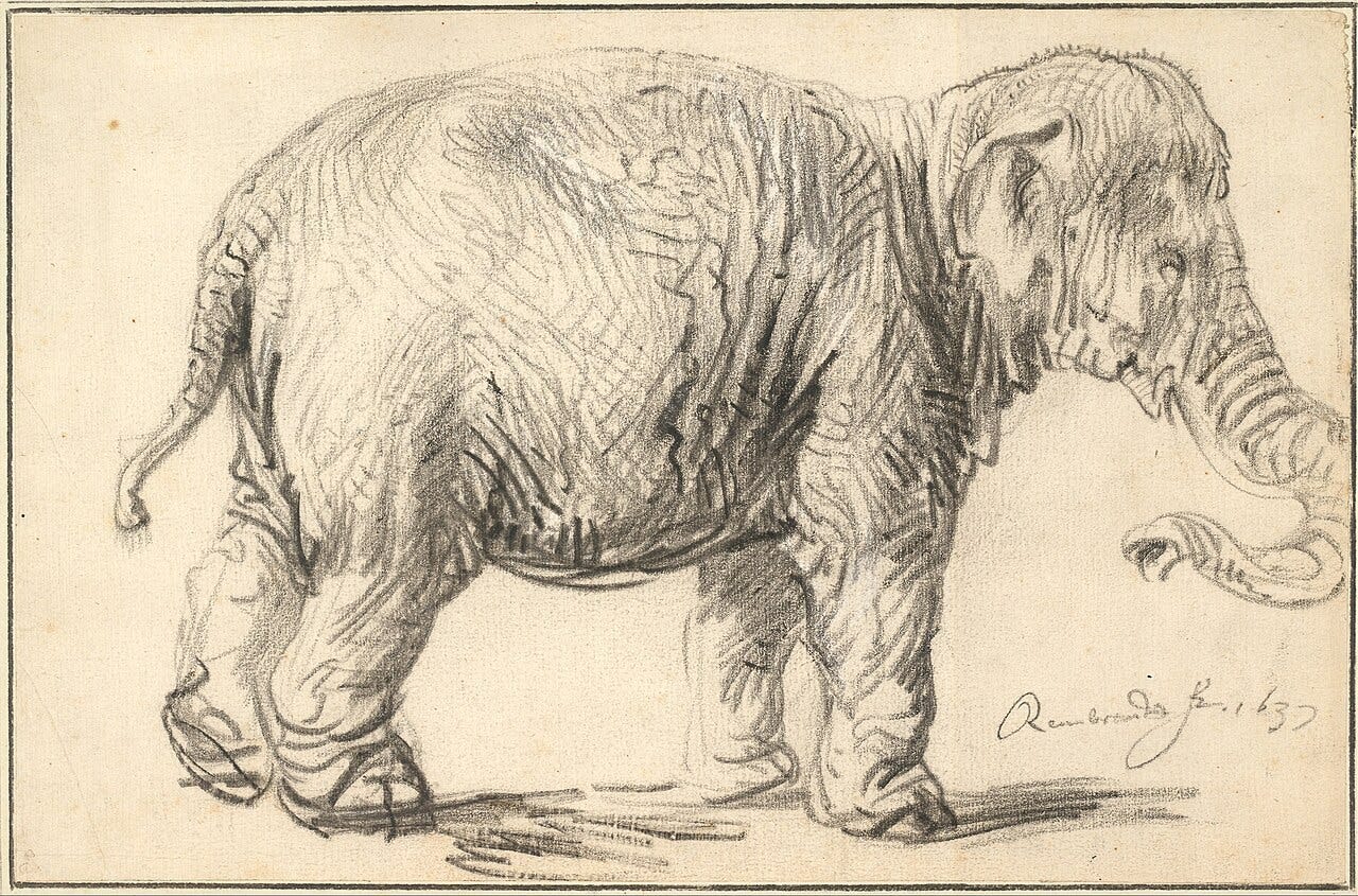 An Elephant by Rembrandt: a black chalk drawing of an elephant standing in profile, with short bristles on its head An Elephant by Rembrandt: a black chalk drawing of an elephant standing in profile, with short bristles on its head