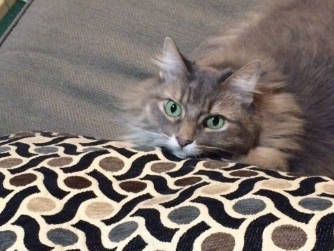 Kali Cute Pillow Cats Live Longer Than Dogs Kali Cute Pillow Cats Live Longer Than Dogs