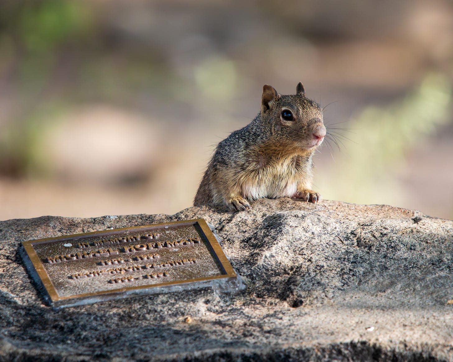 squirrel on a rock near a memorial plaque. squirrel on a rock near a memorial plaque.
