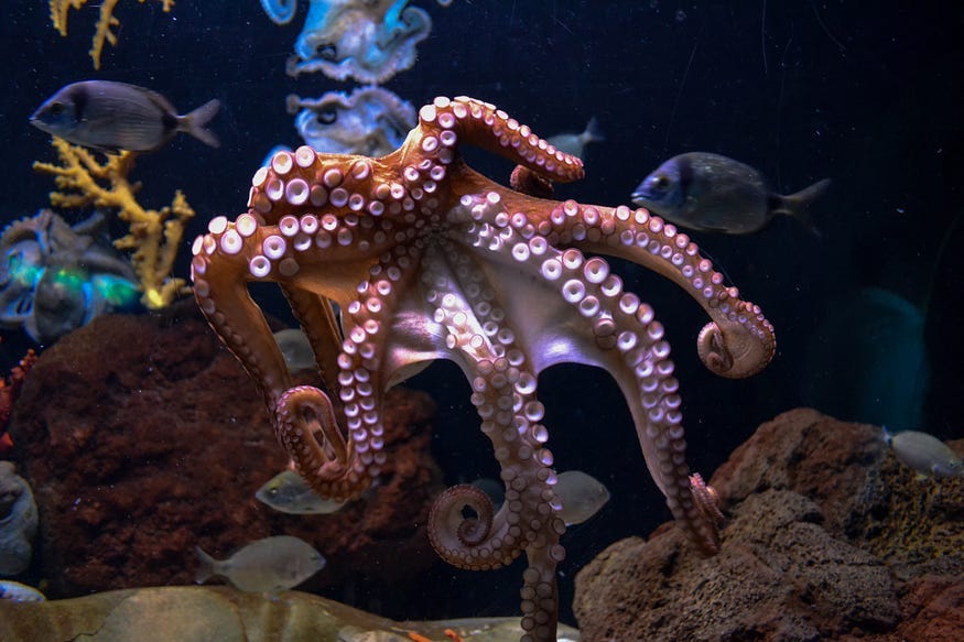 An image of an octopus in an aquarium.