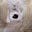 Ratfish's avatar