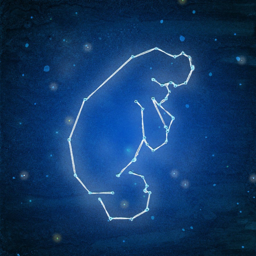 manatee nebula manatee nebula