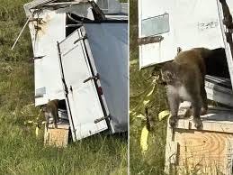 monkey climbinb out of smashed truck