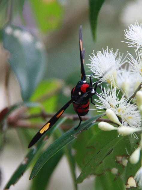 From left, two turtles in identical poses on a log, large skink in the undergrowth, a black butterfly with pale blue spots of various size and a moth with a red and black striped body and orange and black wings shaped more like wasp than moth wings