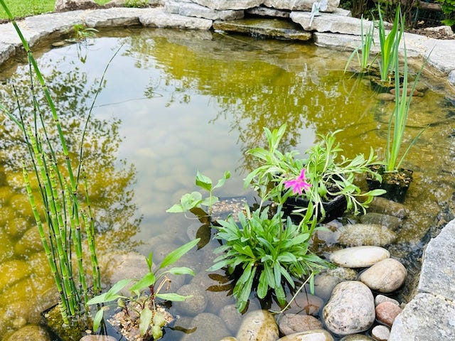 Our new wildlife pond