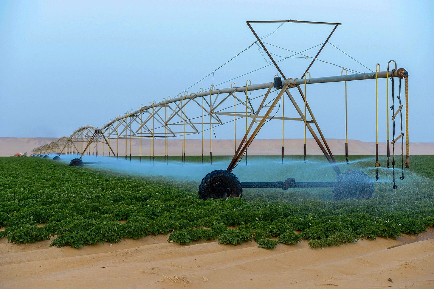 Das Foto zeigt ein Pivot-Beregnungssystem auf einem Kartoffelfeld in Ägypten. Das 400 Meter langen Pivot-Drehgestell dreht sich auf Rädern in 24 Stunden einmal um die eigene Achse und sprüht Wasser in gleichmässigen Bögen über die grünen Pflanzenreihen, während es auf grossen Reifen über den sandigen Boden rotiert. Im Hintergrund sind Wüstenhügel sichtbar, die die landwirtschaftliche Fläche begrenzen. Das Foto zeigt ein Pivot-Beregnungssystem auf einem Kartoffelfeld in Ägypten. Das 400 Meter langen Pivot-Drehgestell dreht sich auf Rädern in 24 Stunden einmal um die eigene Achse und sprüht Wasser in gleichmässigen Bögen über die grünen Pflanzenreihen, während es auf grossen Reifen über den sandigen Boden rotiert. Im Hintergrund sind Wüstenhügel sichtbar, die die landwirtschaftliche Fläche begrenzen.