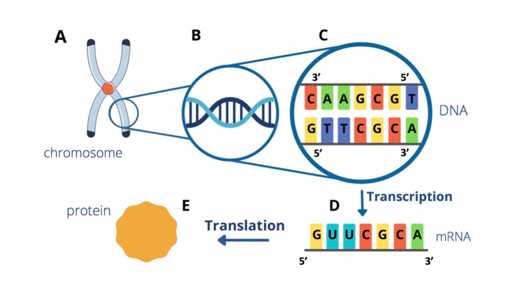 What is meant by the terms Personalized and Precision Medicine? -  Personalize My Medicine