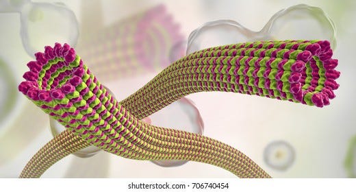 8+ Hundred Microtubule Royalty-Free Images, Stock Photos & Pictures |  Shutterstock